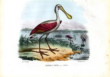 Spoonbill